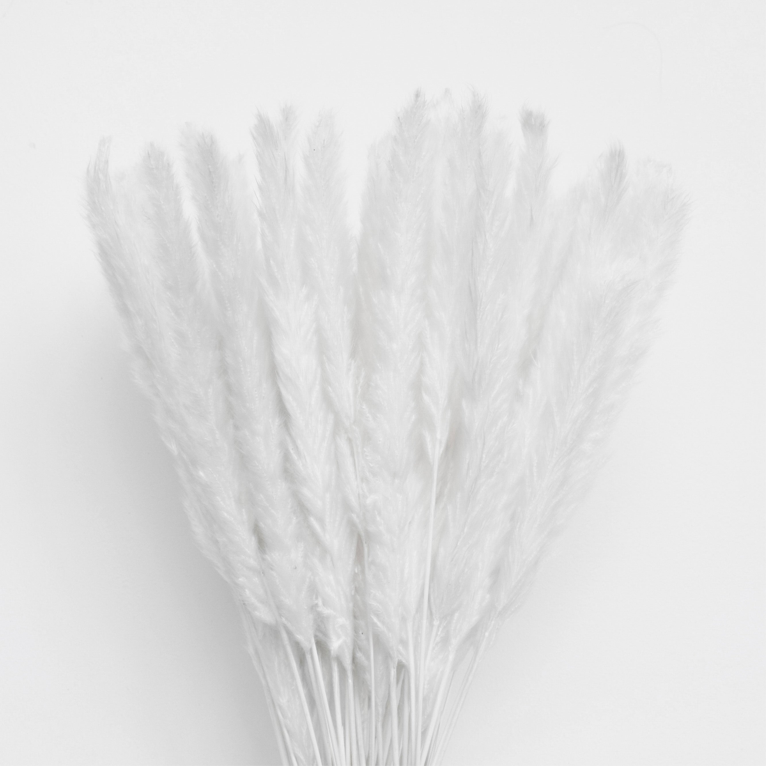 Pampasgras Natur – Getrocknetes Ziergras für Vase & Dekoration, Boho Wohnaccessoire